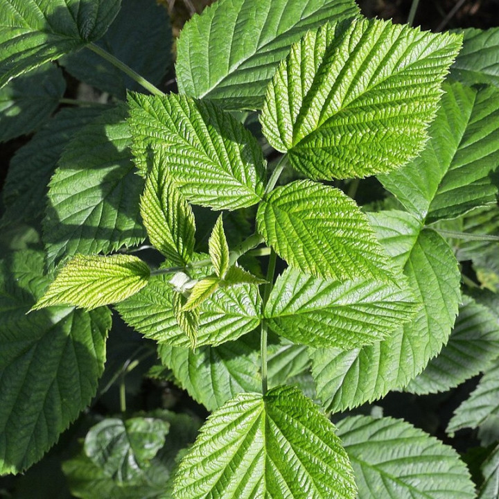 BIO Liście Maliny 50 g Dary Natury - herbatka