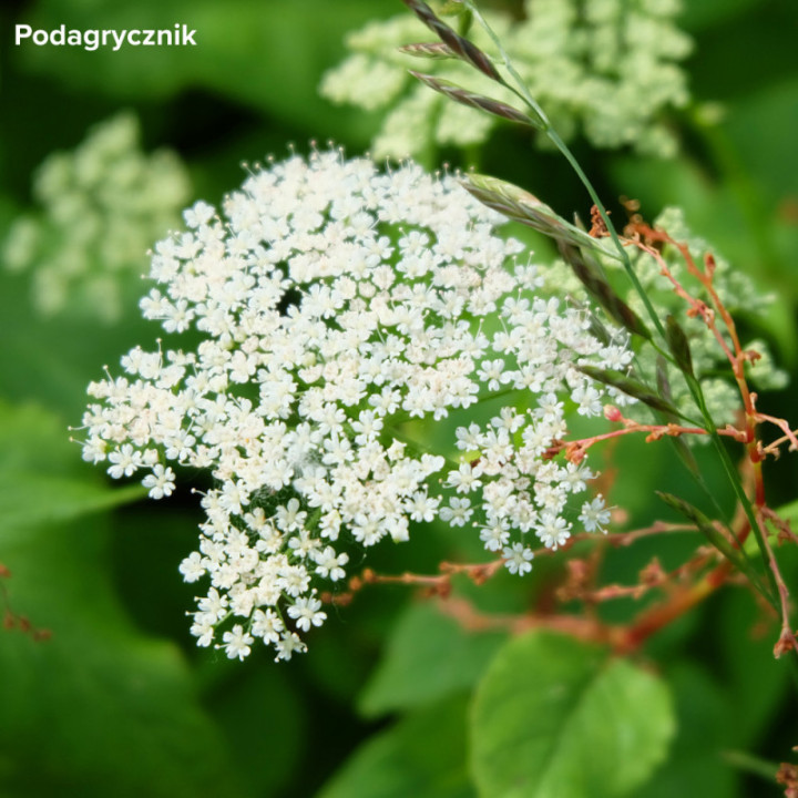 Podagrycznik liść – herbatka ziołowa 50 g | Naturalne wsparcie stawów