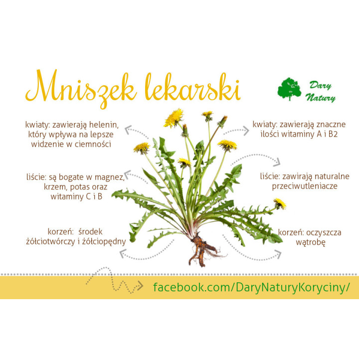 BIO Kwiat Mniszka Dary Natury herbatka 25 gramów