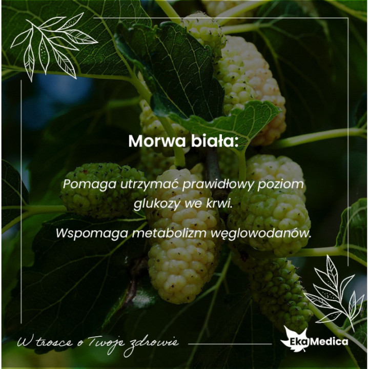 Morwa Biała suplement diety w formie płynnej 500 ml - EkaMedica