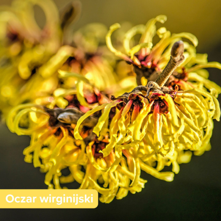 MYJĄCY balsam do włosów i skóry głowy REGENERUJĄCY dla mężczyzn Organic Man 250 g