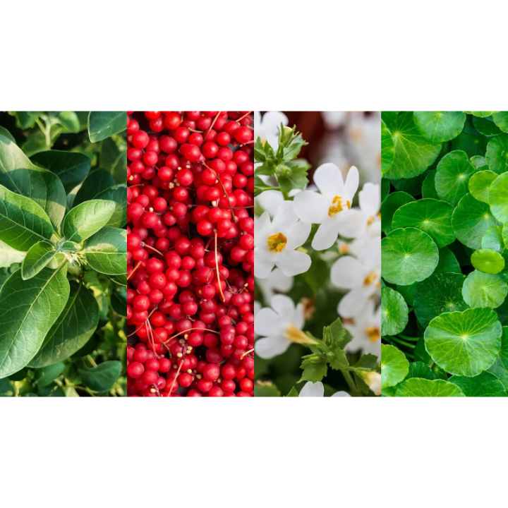 Ashwagandha + Adaptogeny 60 kapsułek - Organic Life