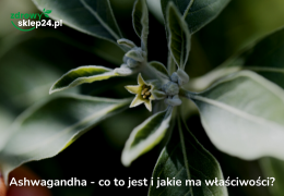 Co to jest ashwagandha i jakie ma właściwości?